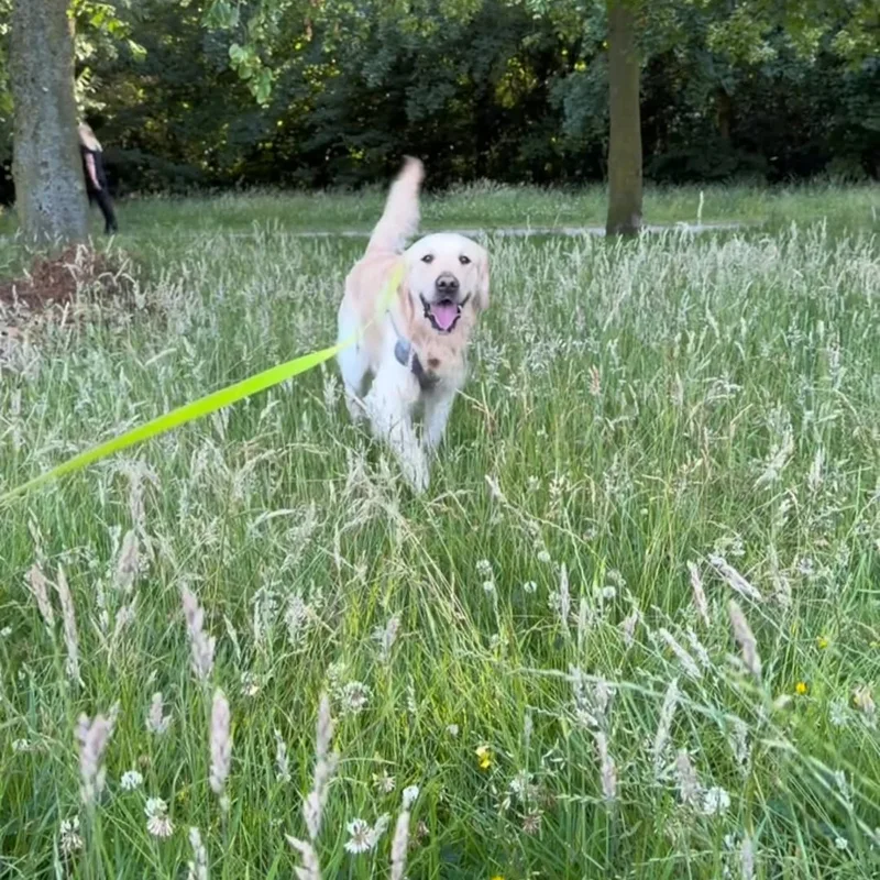 Adventure Time with Arnie project 12